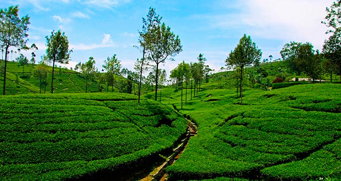 Tea planters seek land ceiling waiver